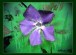 fleur bleue - 2D