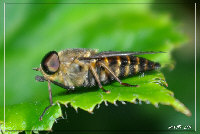insecte photographie macro