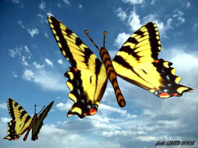 papillons : image ralise avec blender
